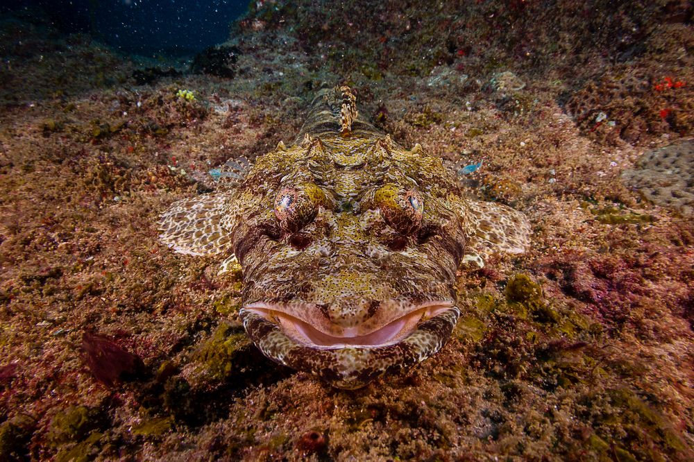 Photograph by Ricardo Ferreira