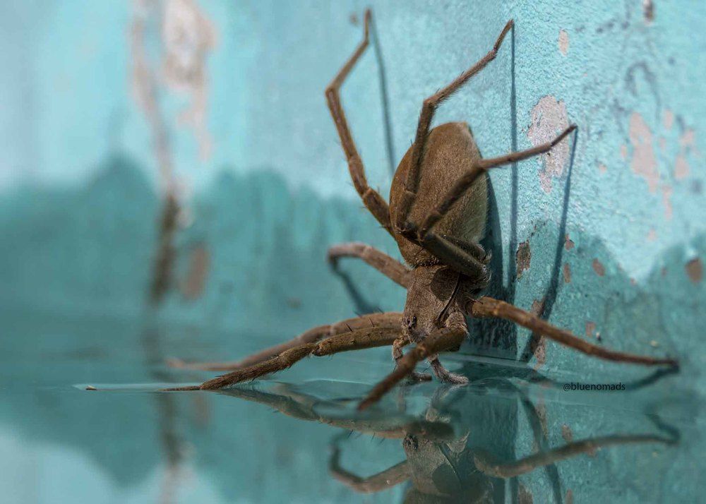 Photograph by Ricardo Ferreira