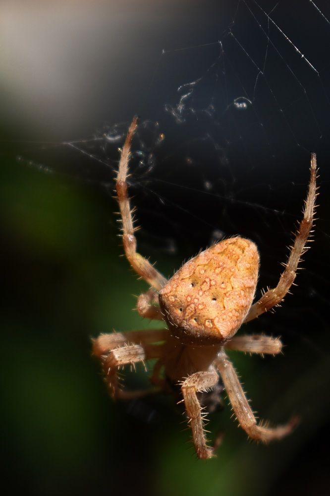 Photograph by Екатерина Гордеева