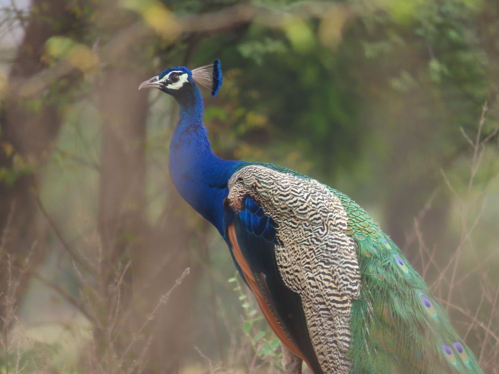 peacock