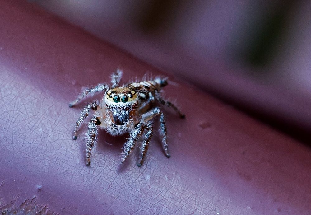 Photograph by Deepak MT