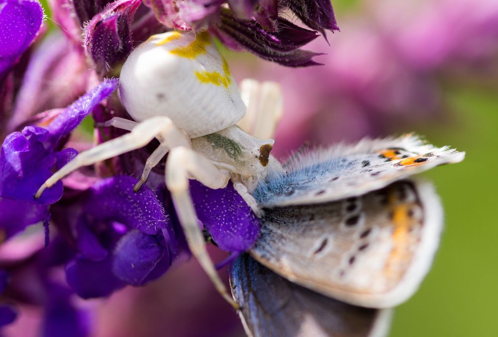 Фотография автора Василев Теодор