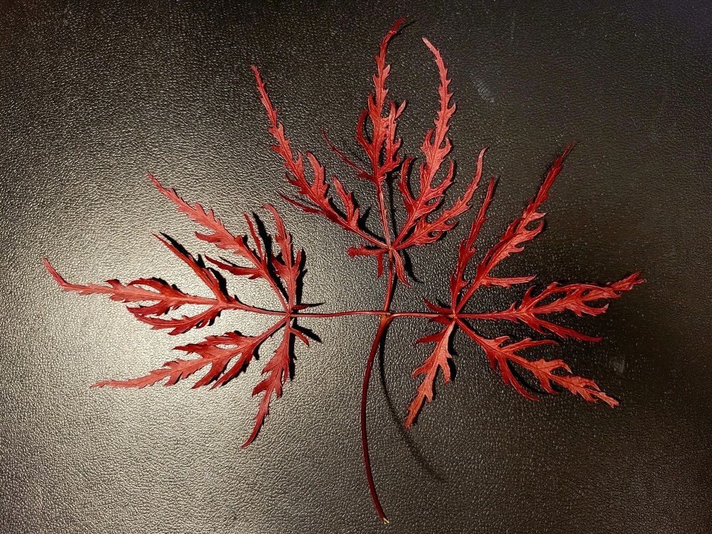 Photograph by Catherine