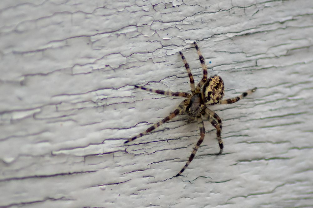 Photograph by Николай Грекалов