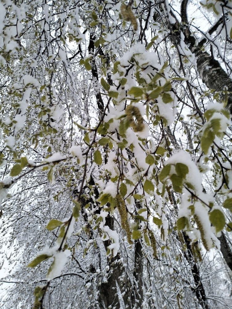 Photo #10553441