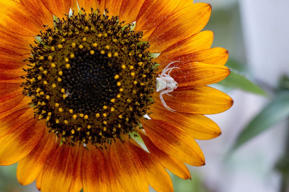 Photograph by Наталья Снеговая