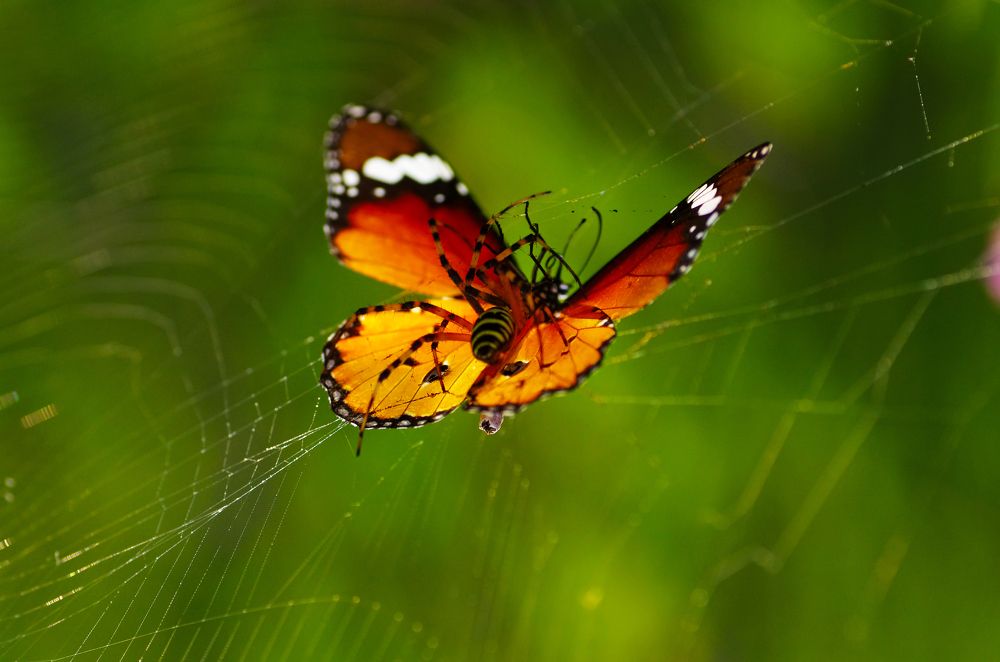 Photograph by Savas Sener