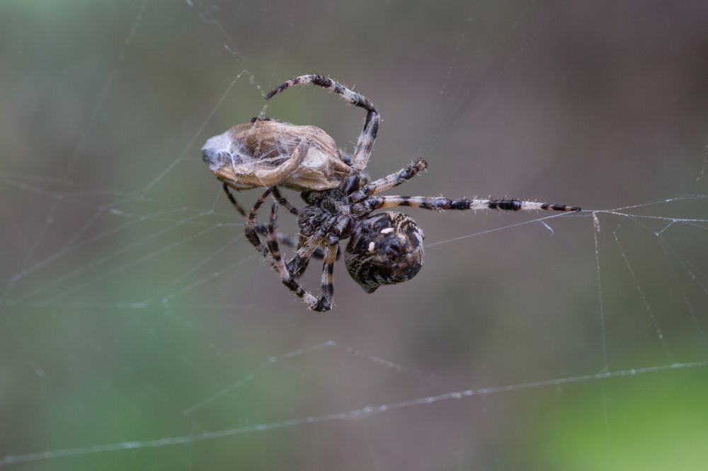 Photograph by Наталья Снеговая