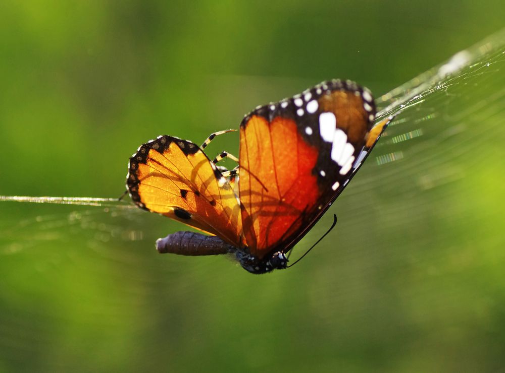 Photograph by Savas Sener