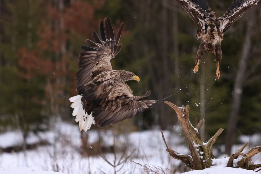 Photograph by Ольга Одаренко