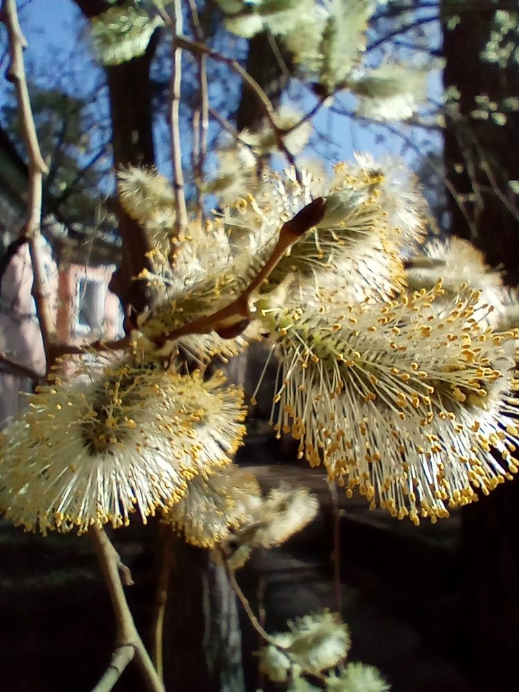Верба распушилась