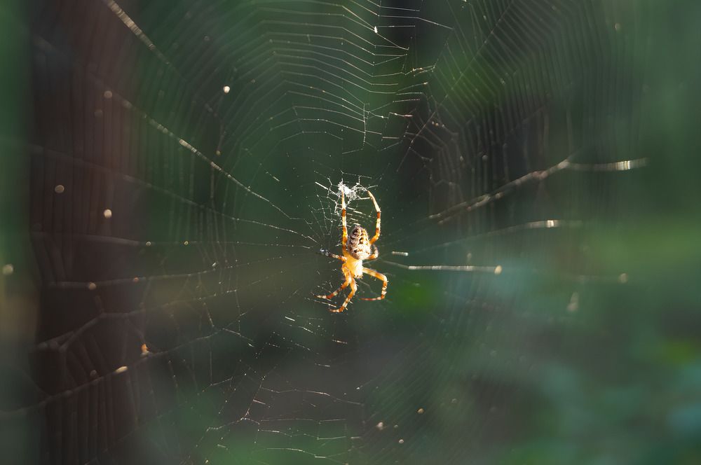 Photograph by Анна Богданова