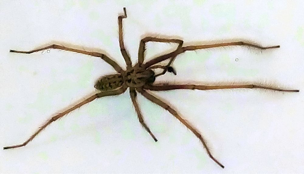 Long legs spider