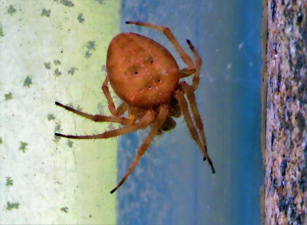 Brown spider