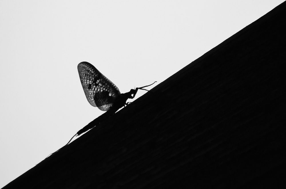 Photograph by Светлана Дисяк