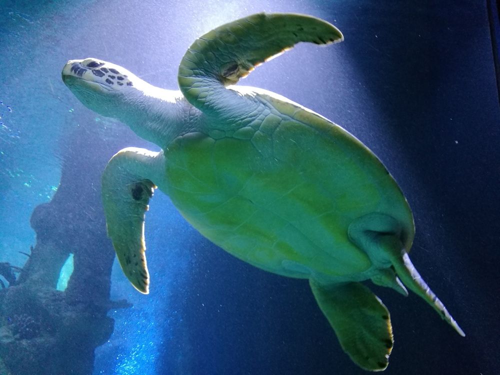 Фотография автора Chorche Prigo