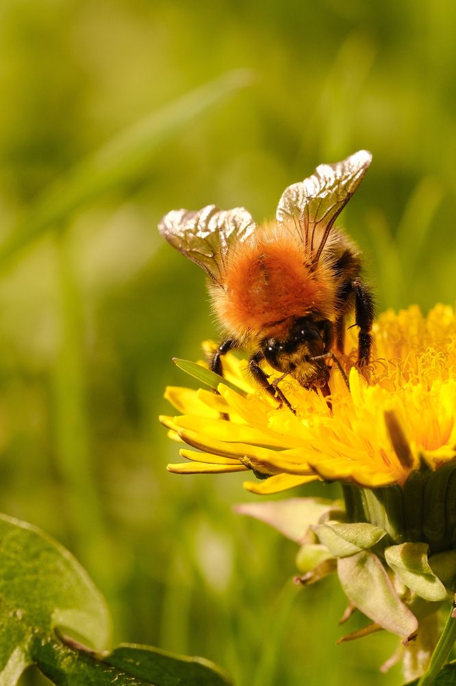 Фотография автора Александр Высоцкий