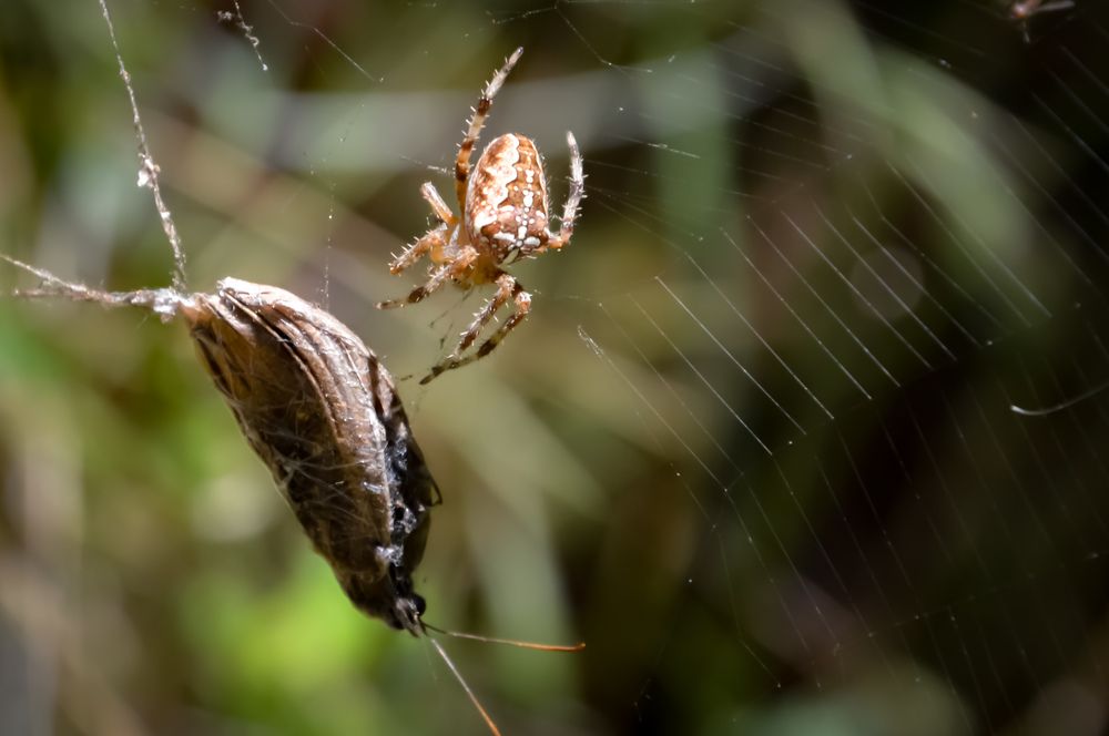 Photograph by Колев Христо