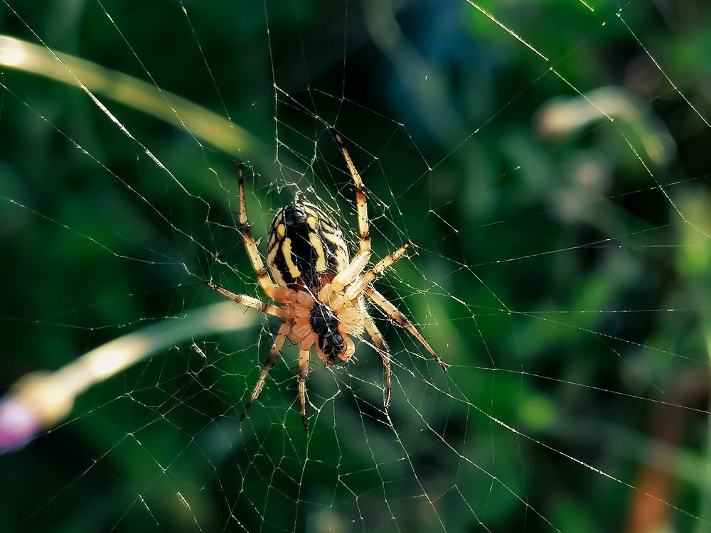 Photograph by Колев Христо