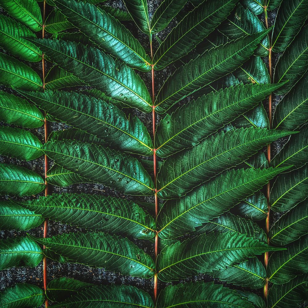 Photograph by Swetlana Lebedev