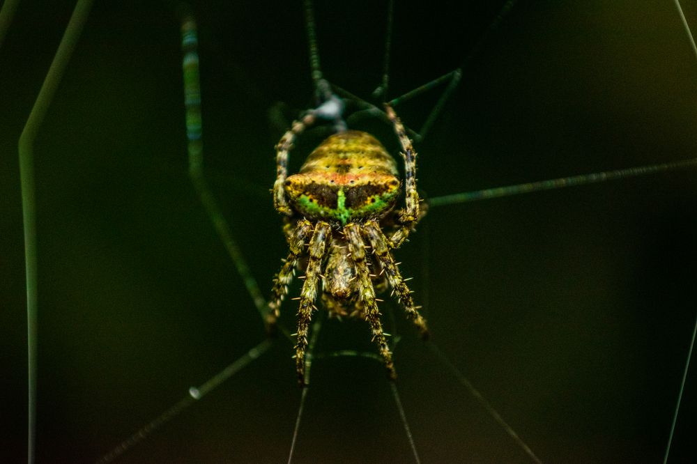 Фотография автора Jose Marcos Carvajal Tarazona