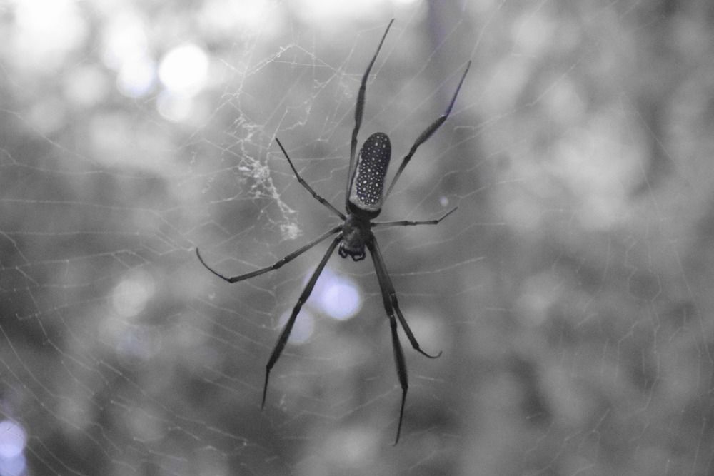 Photograph by Pedro Gonçalves