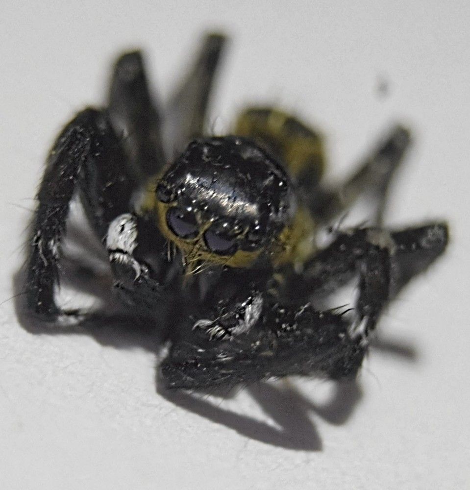 Aranha papa moscas