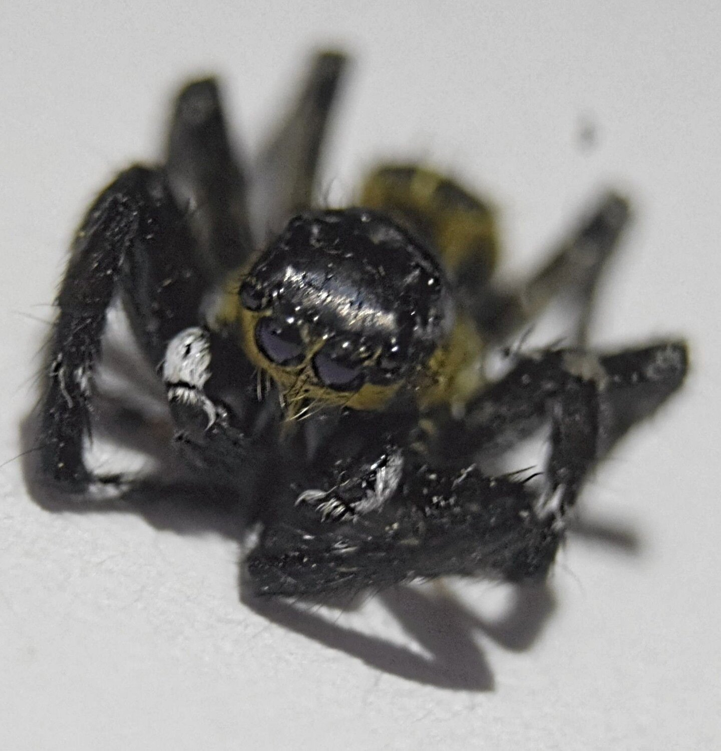 Aranha papa moscas