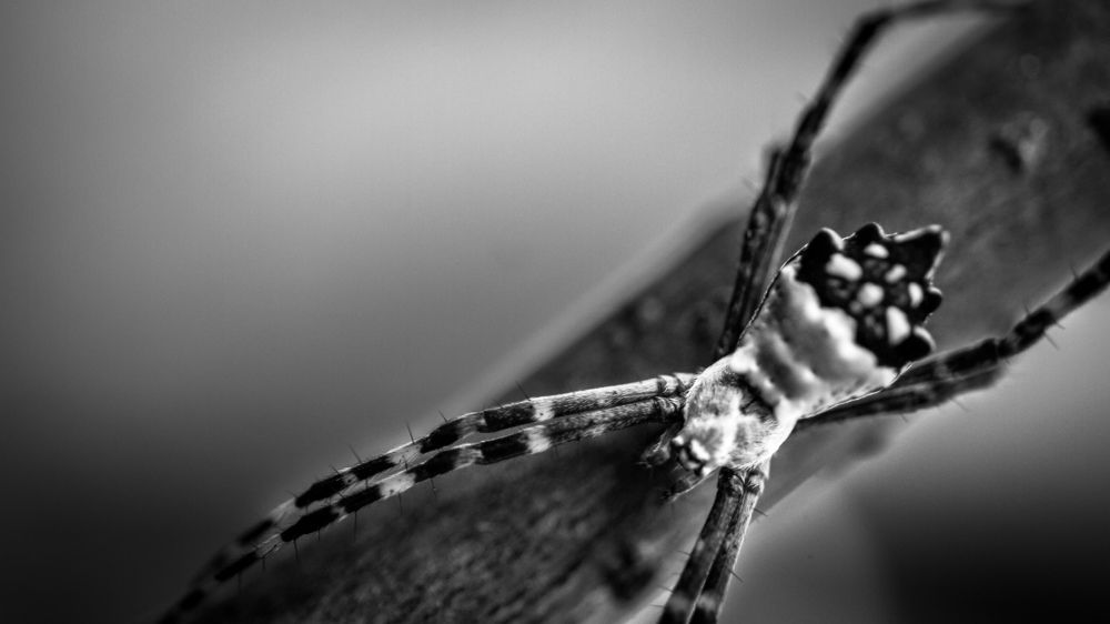 Photograph by Thomas Dunston