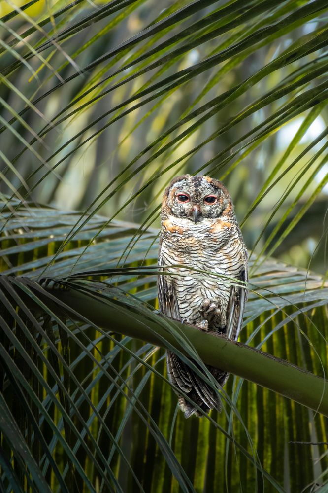 Фотография автора Sriram kumar