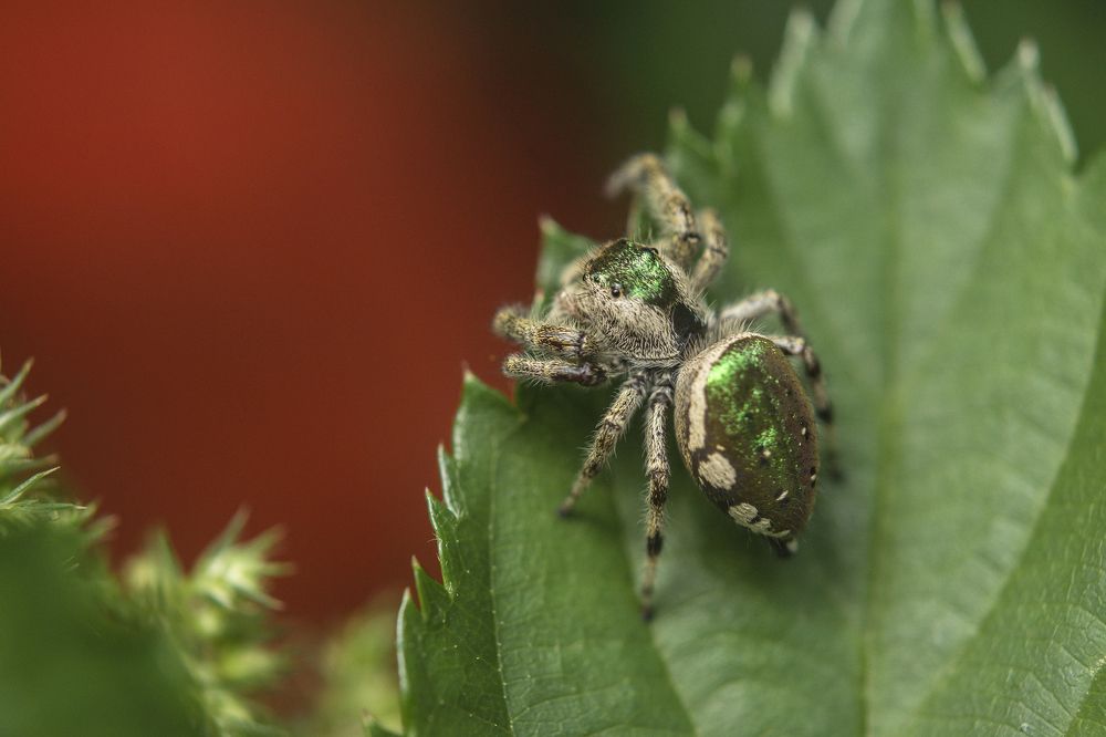 Jumping Spider