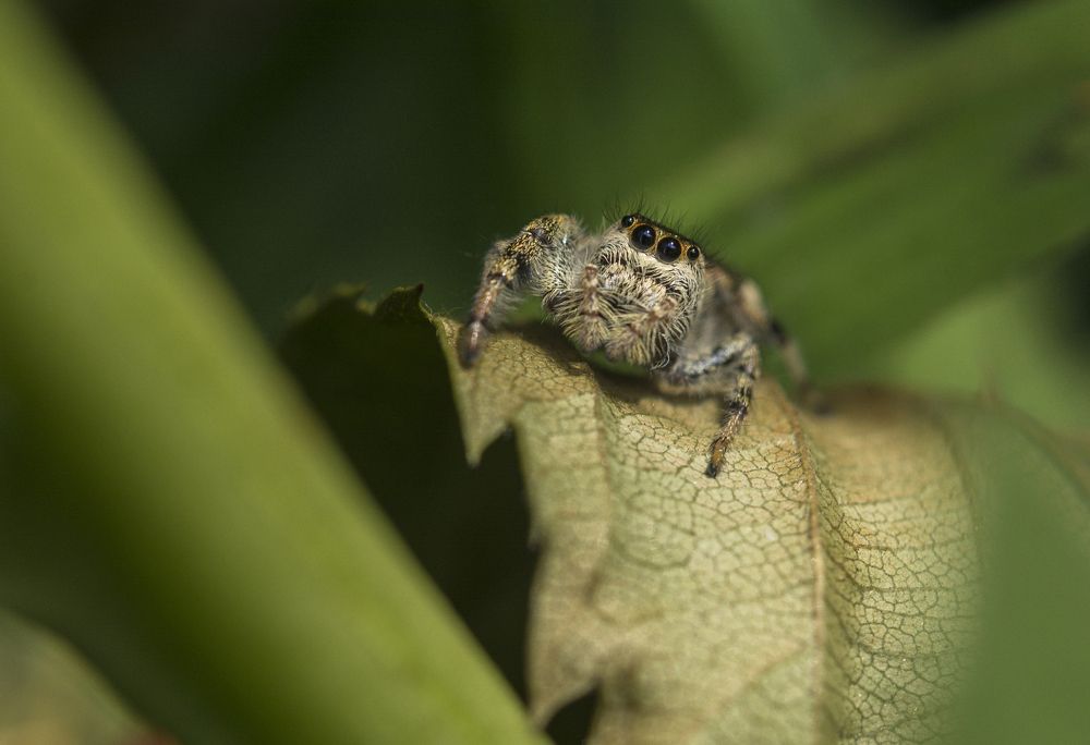 Jumping Spider