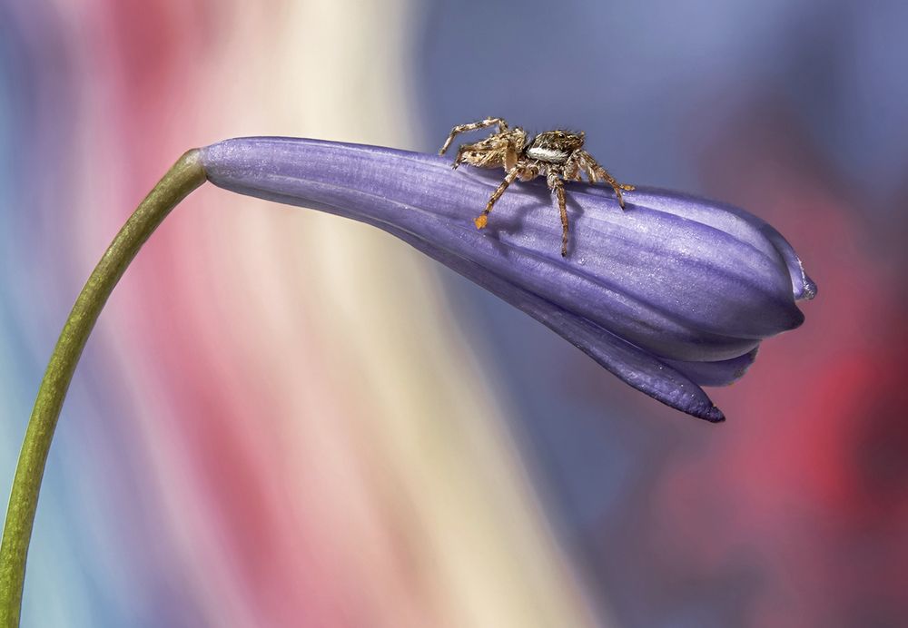 Photograph by Mario Fiorucci