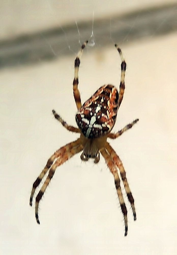 Photograph by Савоцкий Роман