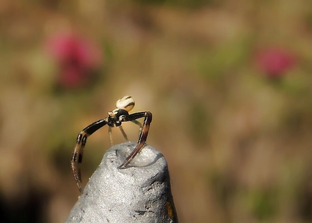 Фотография автора Роман Савоцкий