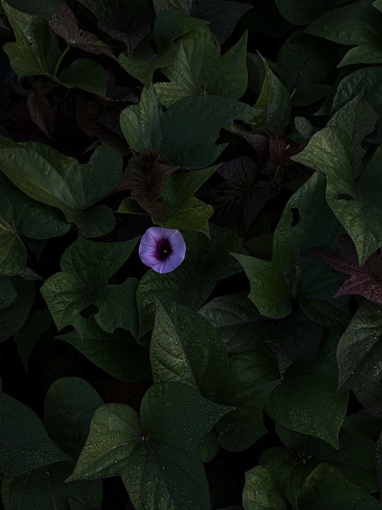 Photograph by mona gh