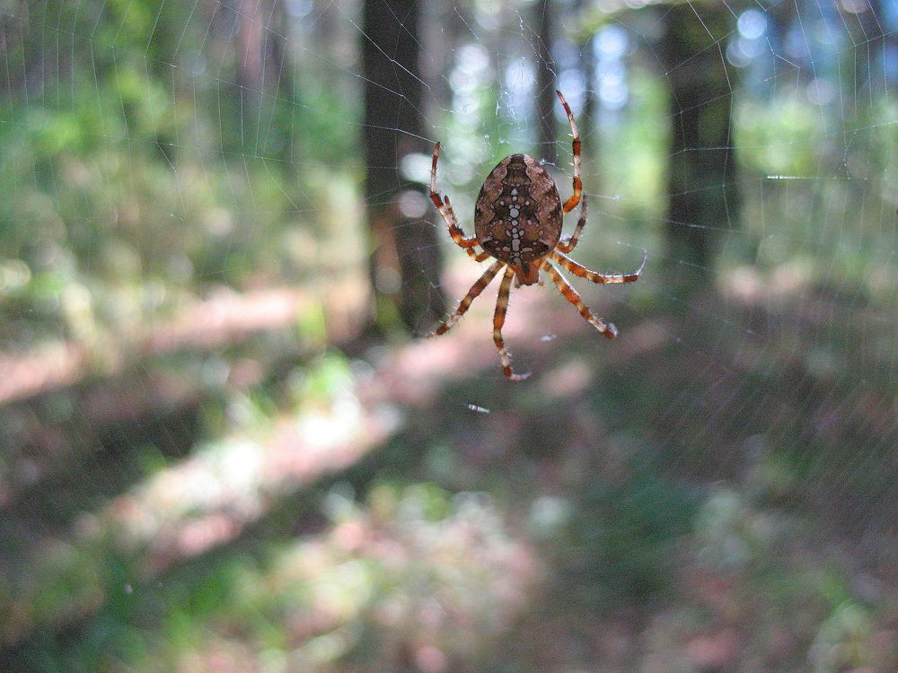Паук расставил свои сети