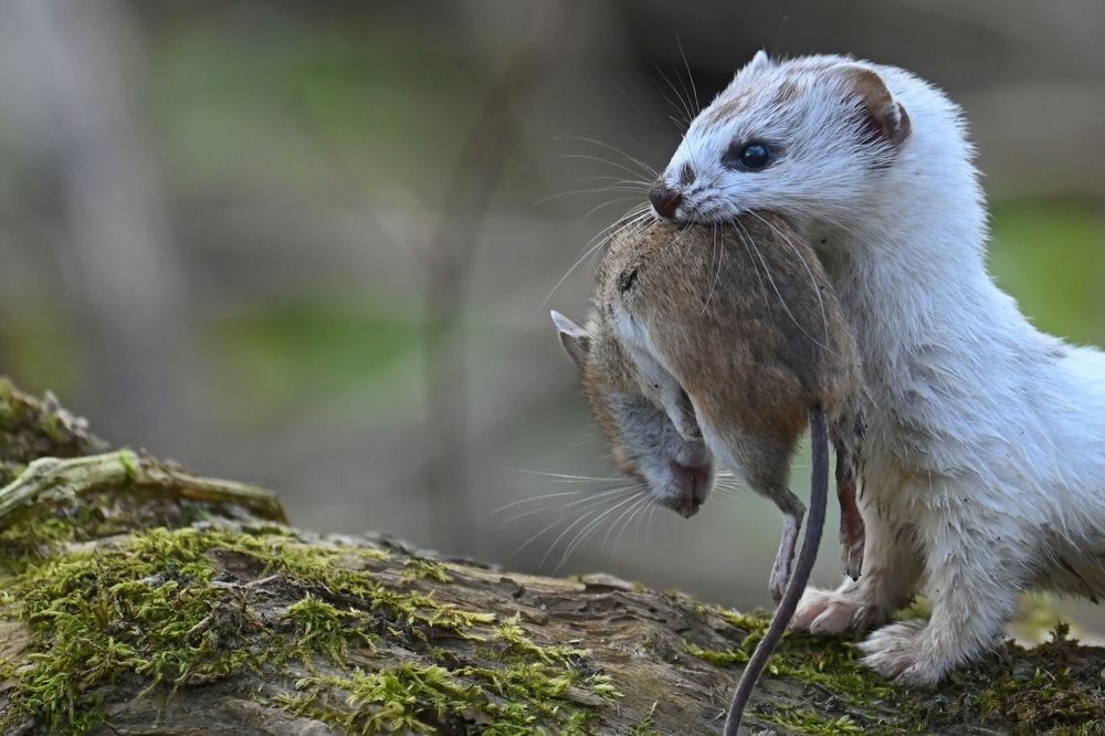 Photograph by Алексей Гордеев