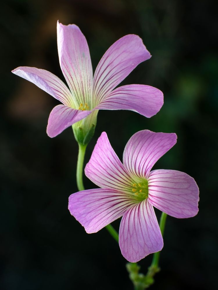 Photograph by Juchen Lin