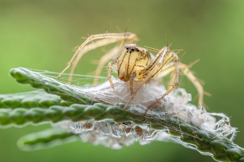 Photograph by Juchen Lin