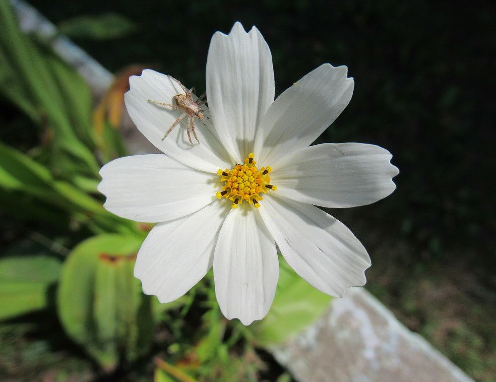 Космея с паучком