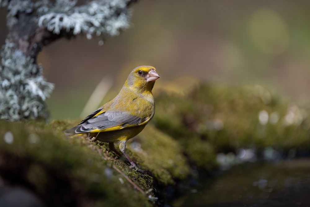 Photograph by Марат Кучкаев