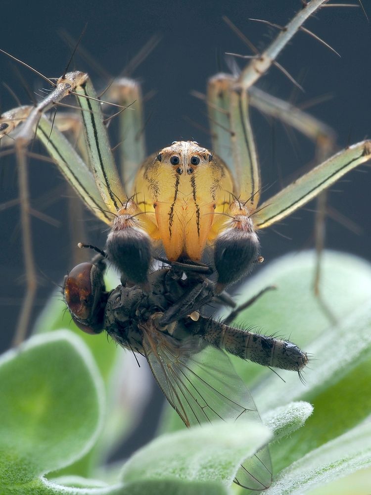 Photograph by Juchen Lin