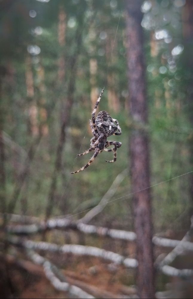 Photograph by Mor Alex