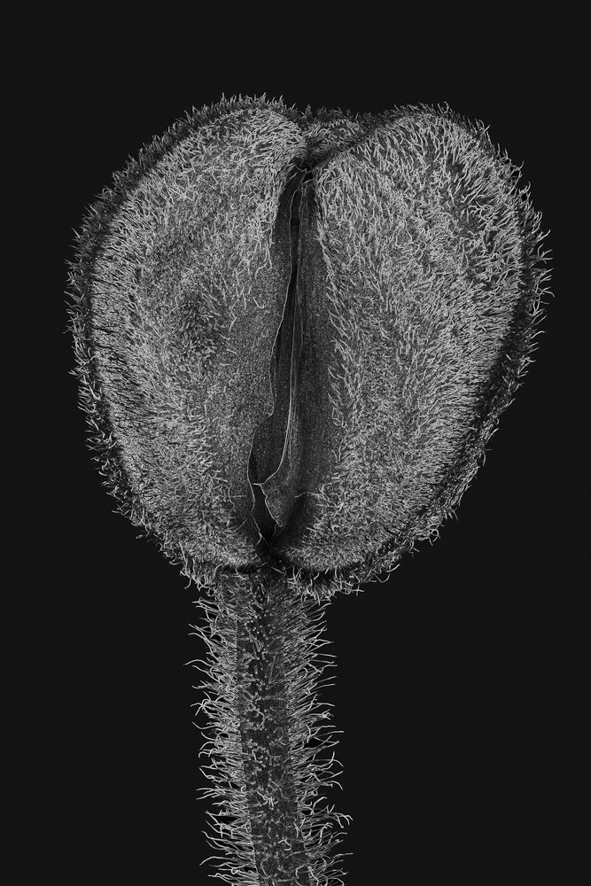 Photograph by Luca Menotti