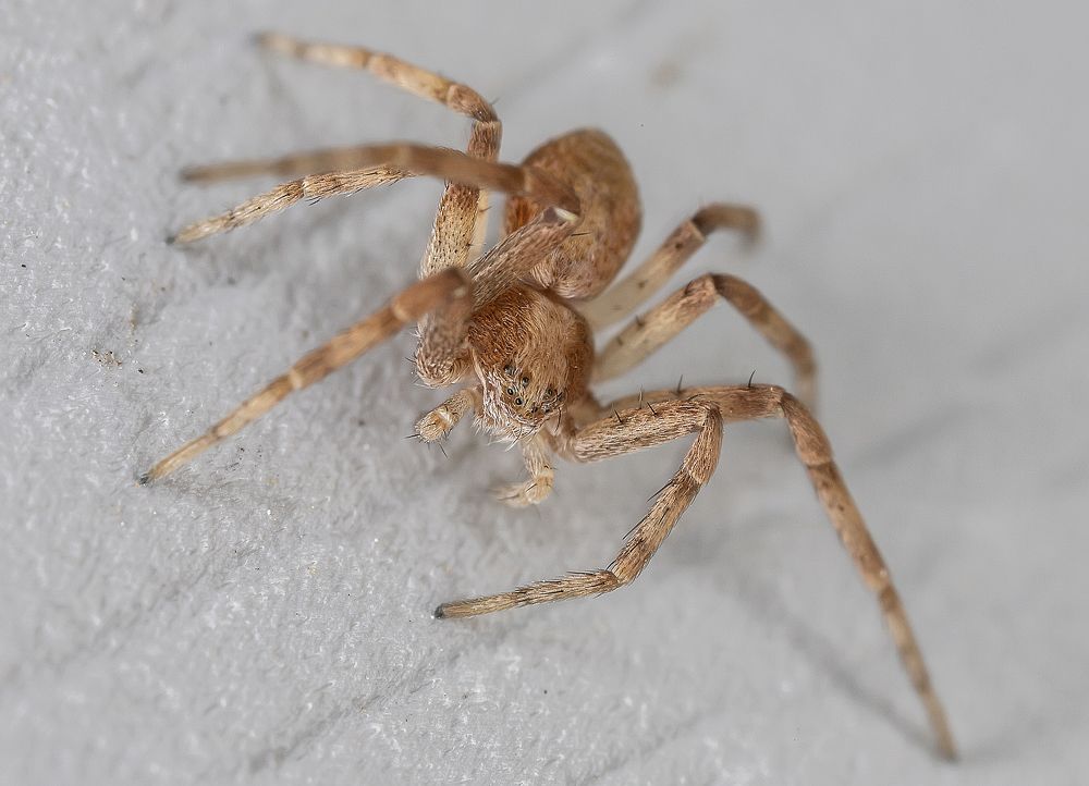 Рыжий хищник