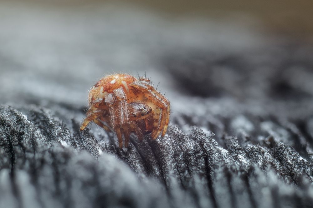 Photograph by Иван Чаланов