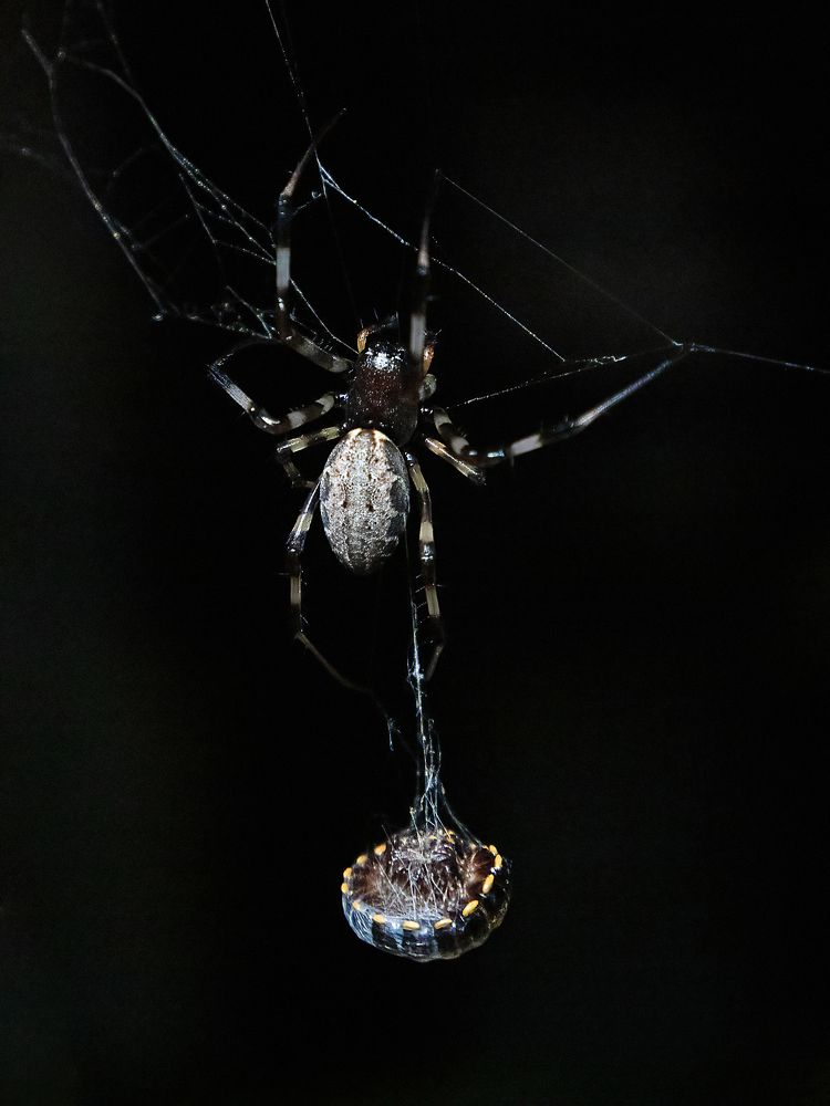 The craddle of death....!!!