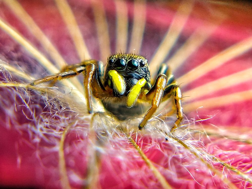 The Jumping Spider