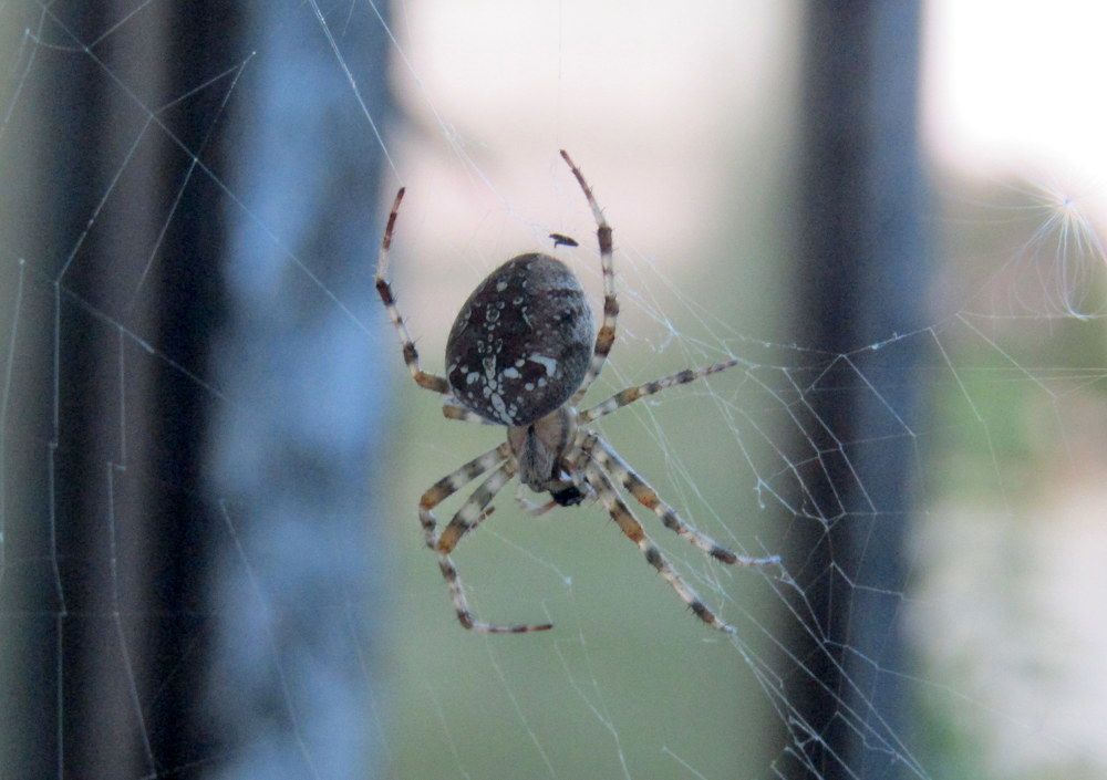 Photograph by Татьяна Смирнова